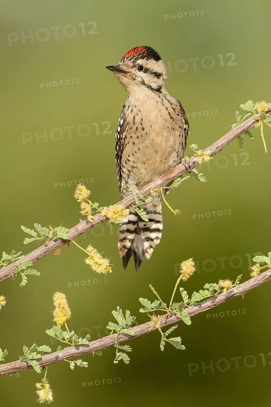 Ladder-backed Woodpecker (Dryobates scalaris), Arizona, USA