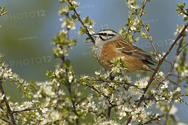 Rock Bunting (Emberiza cia), Rhineland-Palatinate, Germany