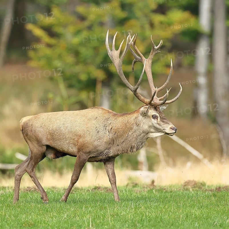 Red deer (Cervus elaphus) during the rutting season, capital stag in a forest clearing, wildlife, autumn, Sauerland, North Rhine-Westphalia, Germany