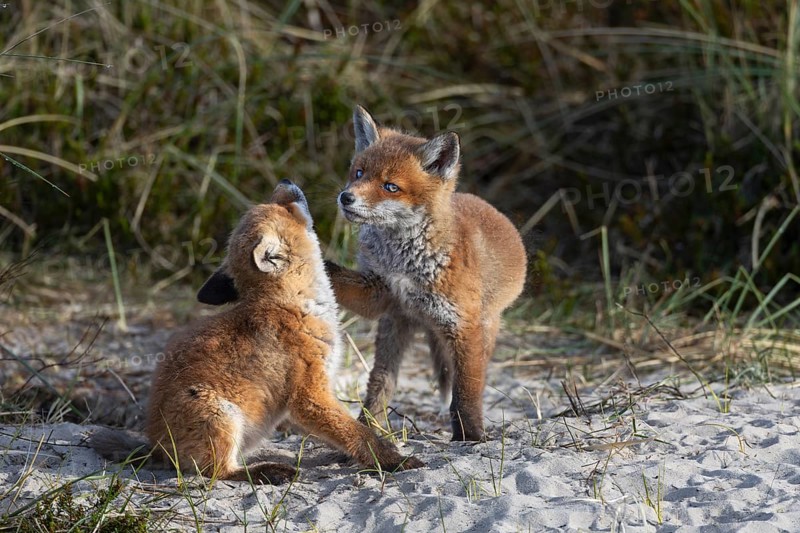 The peaceful impression is deceptive, the red fox pup (Vulpes vulpes) on the right has placed its paw on the neck of its sibling and is inviting it to play, rearing cubs, baby animals, cute, playful, wrestling, May, Denmark