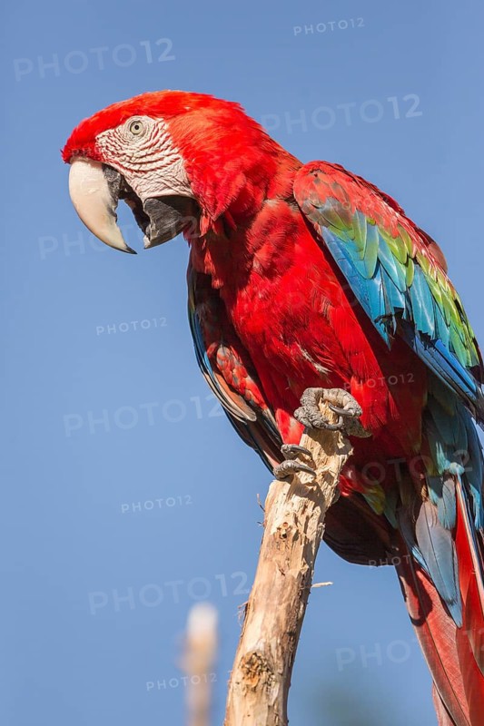 One scarlet macaw (Ara macao) sitting on a branch with a blue sky in the background. Bright sunlight
