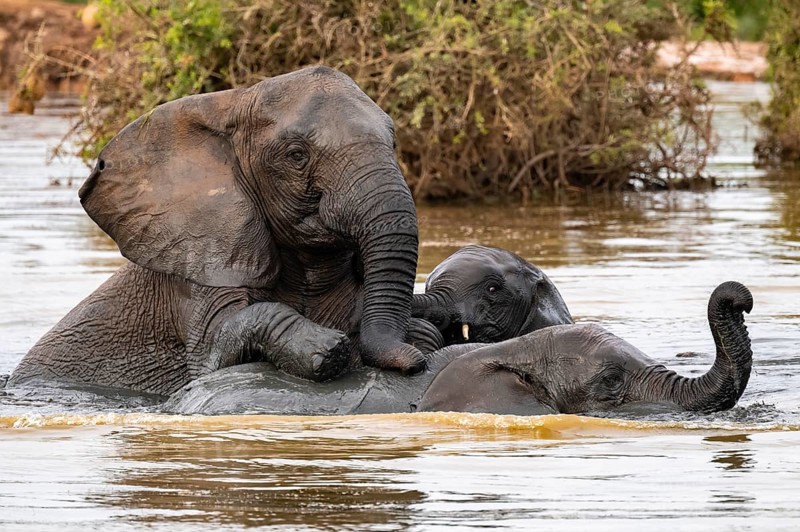 African elephant (Loxodonta africana) swimming and bathing in the water, Addo Elephant National Park, Eastern Cape, South Africa