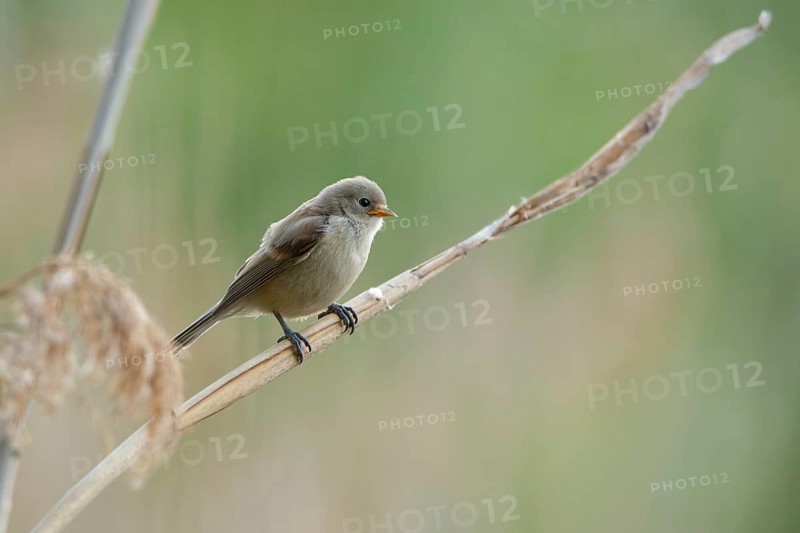 Eurasian Penduline Tit (Remiz pendulinus) juvenile, one week after leaving the nest, Saxony-Anhalt, Germany