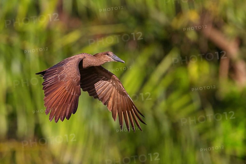 Hammerhead, Hammerhead, Hamerkop, (Scopus umbretta), Animals, Birds, Shadowbird, Lamin rice fields, Abuko, South Bank, Gambia