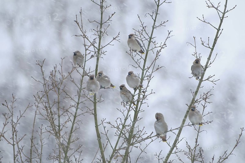 Bohemian Waxwing (Bombycilla garrulus), North Rhine-Westphalia, Germany