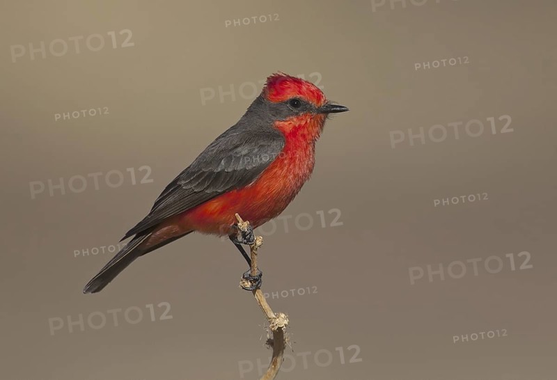 Vermilion Flycatcher (Pyrocephalus rubinus), Arizona, USA