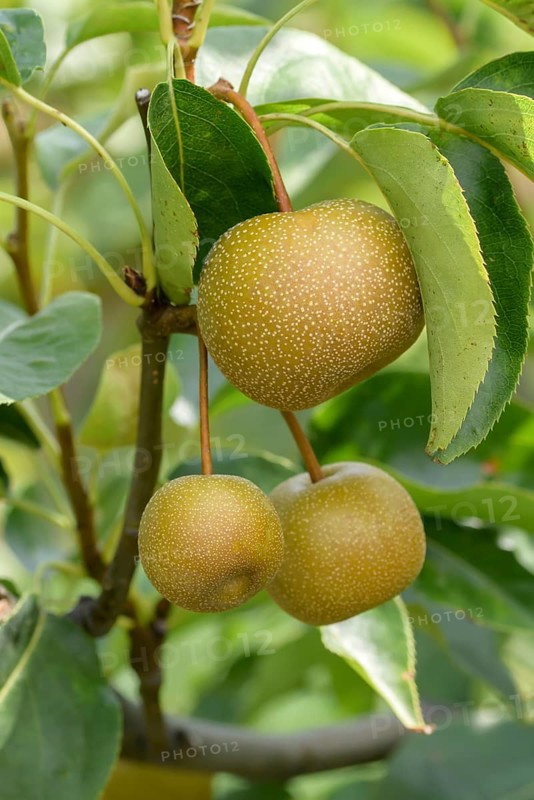 Nashi pear (Pyrus pyrifolia 'Kosui'), Merkel family, Austria