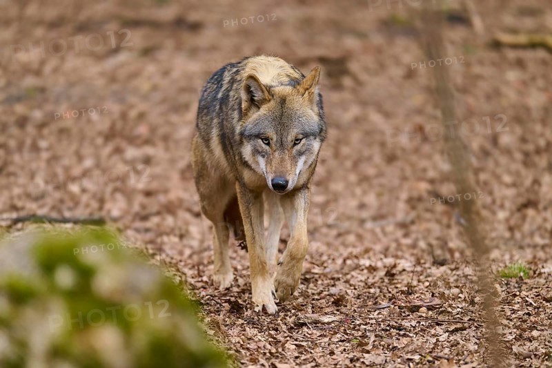 A wolf paces attentively along a forest path, Wolf (Canis Lupus), Germany