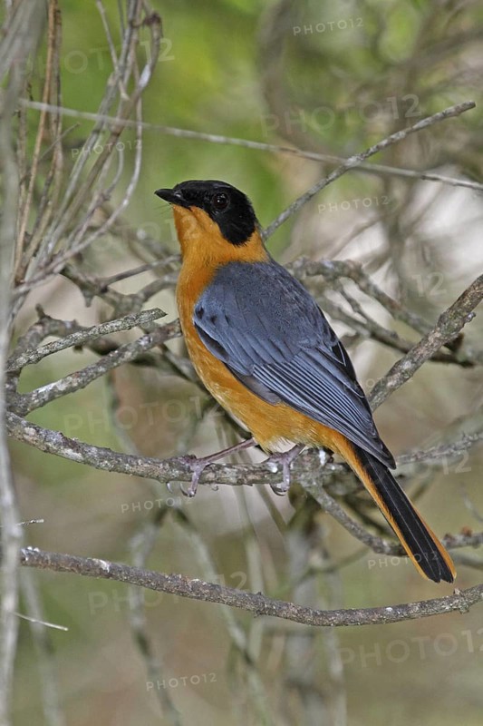 Chorister Robin-Chat (Cossypha dichroa), Western Cape, South Africa