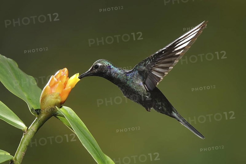 Violet Sabrewing (Campylopterus hemileucurus) female flying while feeding at a flower, Bosque de Paz, Costa Rica