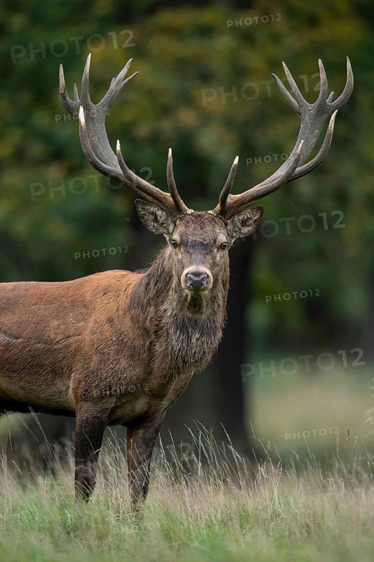Red deer (Cervus elaphus) in rut, Klamptenborg, Copenhagen, Denmark