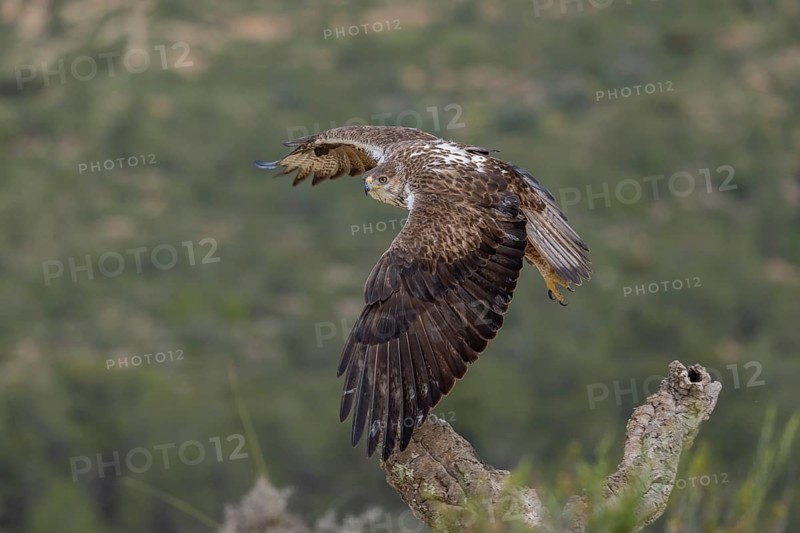 Bonelli's eagle (Aquila fasciata), in flight, province of Valencia, Spain