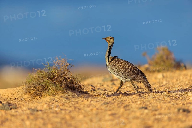Sahara Houbara Bustard (Chlamydotis undulata fuerteventurae, Europe, Spain, Canary Islands, Fuerteventura, Lanzarote, Canary Islands, Spain