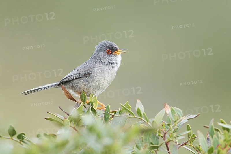 Balearic Warbler (Sylvia balearica) male singing, Mallorca, Spain