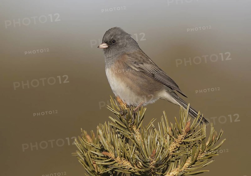 Pink-sided Junco (Junco hyemalis mearnsi), New Mexico, USA