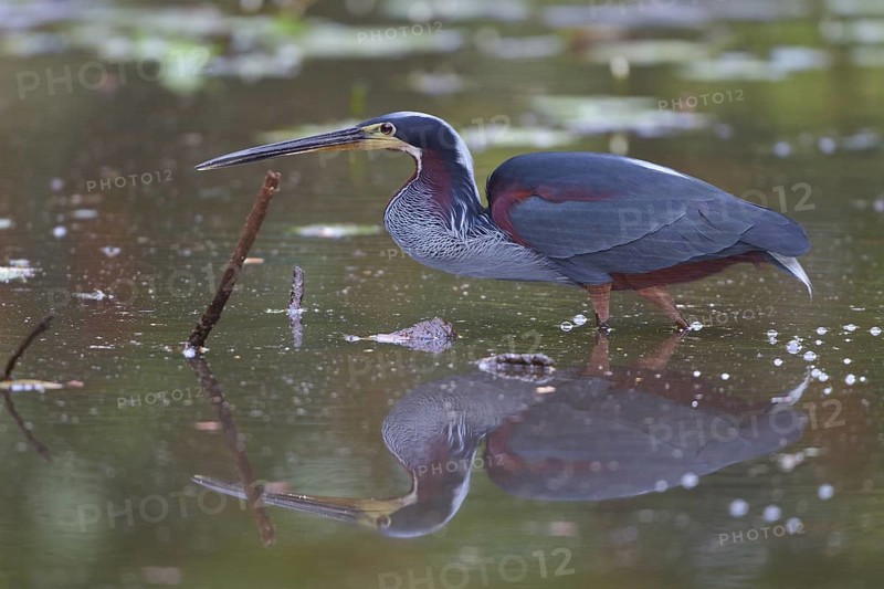 Agami Heron (Agamia agami) feeding in a loagoon in Costa Rica