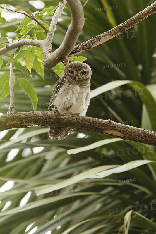 Spotted Owlet (Athene brama), Thailand