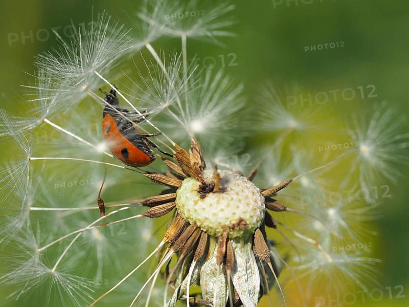 Common dandelion and seven-spot ladybird (Taraxacum officinale)