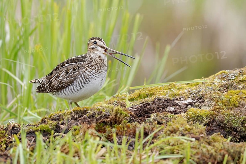 Wilson's Snipe (Gallinago delicata) calling, British Columbia, Canada