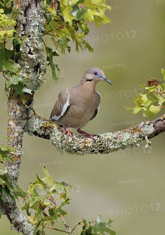 White-winged Dove (Zenaida asiatica), Arizona, USA