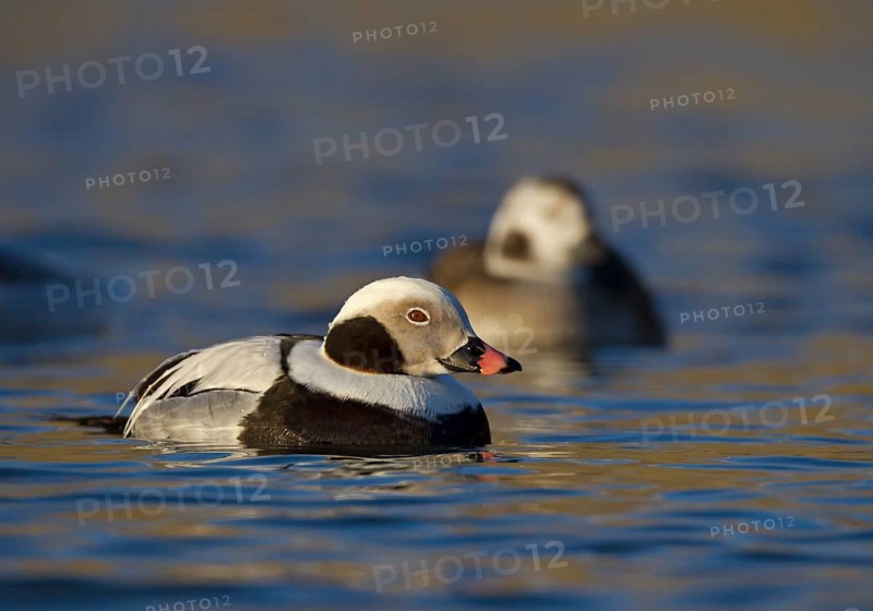 Long-tailed Duck (Clangula hyemalis) male, Ohio, USA