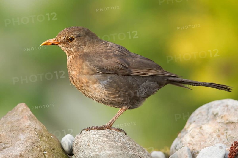 Common Blackbird (Turdus merula) female perched on a stone, Bavaria, Germany