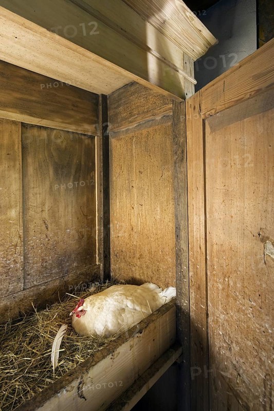 Chicken nesting in wardrobe