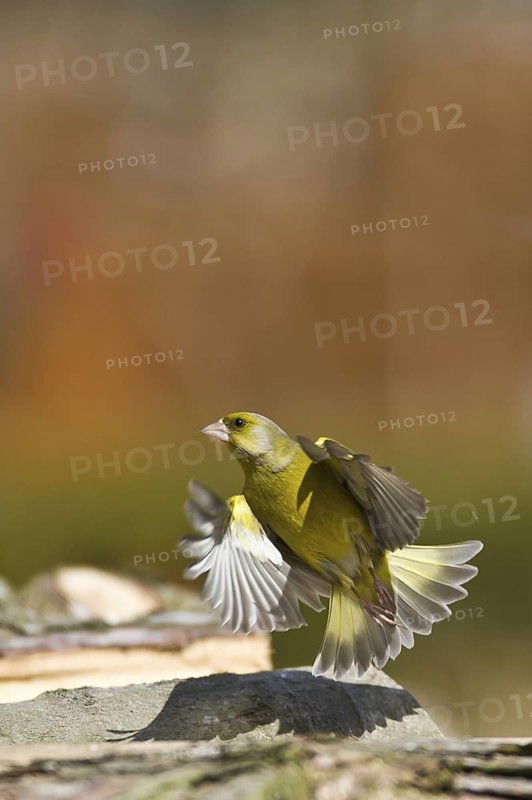 European Greenfinch (Chloris chloris), Schleswig-Holstein, Germany