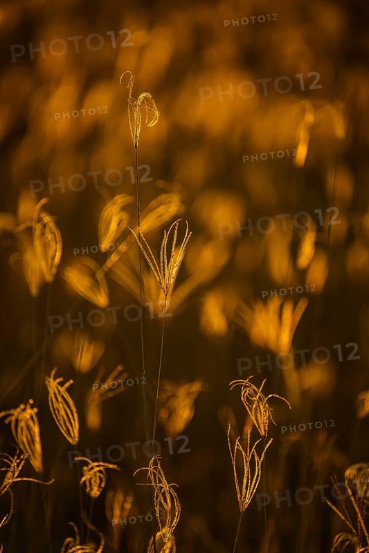 Blades of grass, abstract details against golden sunset light. Hwange National Park, Zimbabwe