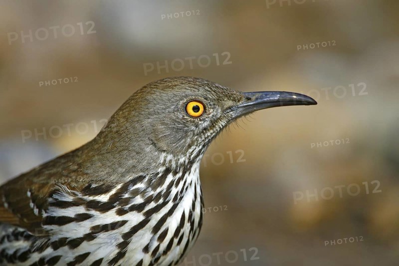 Long-billed Thrasher Toxostoma longirostre Rio Grande City, Starr County, Texas, United States 26 March Adult Mimidae