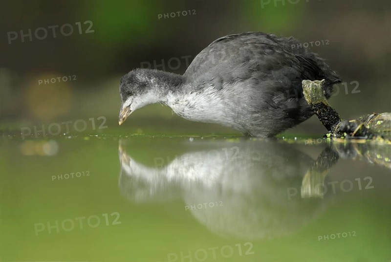 Eurasian Coot (Fulica atra) juvenile, North, Rhine-Westphalia, Germany