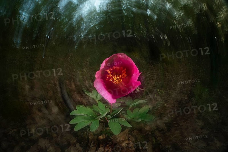 A striking mountain rose in full bloom set against a blurred forest background captures the essence of spring's arrival with vivid petals and lush green leaves in nature's embrace