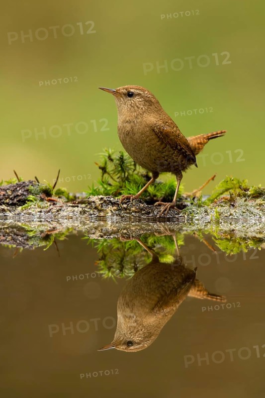 Eurasian Wren (Troglodytes troglodytes), Utrecht, Netherlands