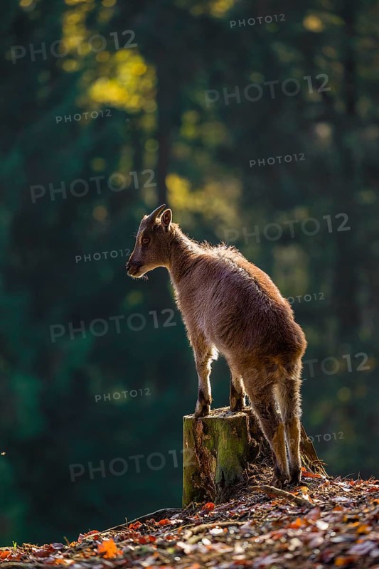 A female Himalayan tahr (Hemitragus jemlahicus) stands backlit on a tree stump at a forest edge. In the background is a dense forest