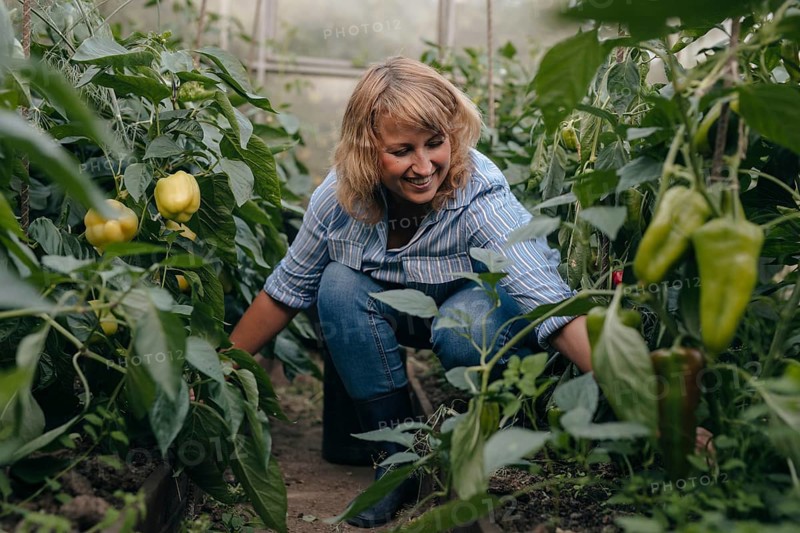 A woman enjoys tending to her lush vegetable greenhouse, surrounded by vibrant green plants and ripe peppers. She wears casual attire, embodying the joy of gardening