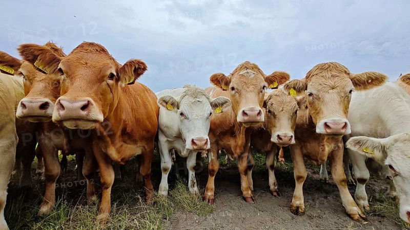 Several cows (bos taurus) standing close together in a pasture under a cloudy sky, Franconian Forest nature park Park