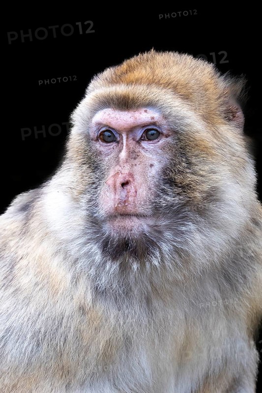 Barbary macaque (Macaca sylvanus), captive, portrait, black background, Schönbrunn Zoo, Vienna, Austria