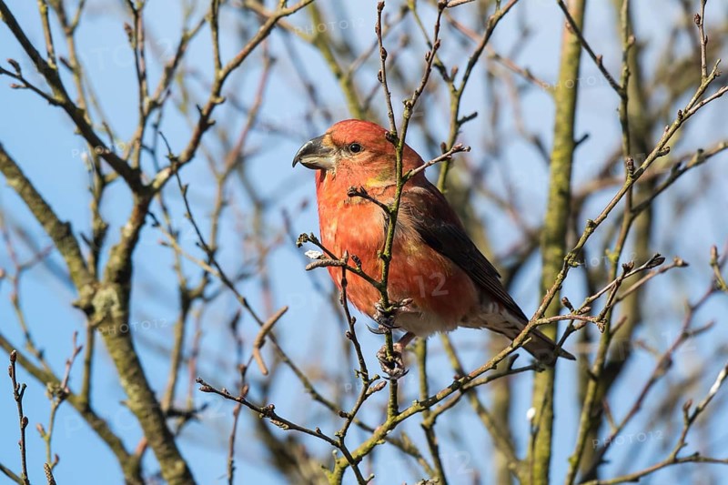 Parrot Crossbill (Loxia pytyopsittacus) male perched on a branch, Netherlands