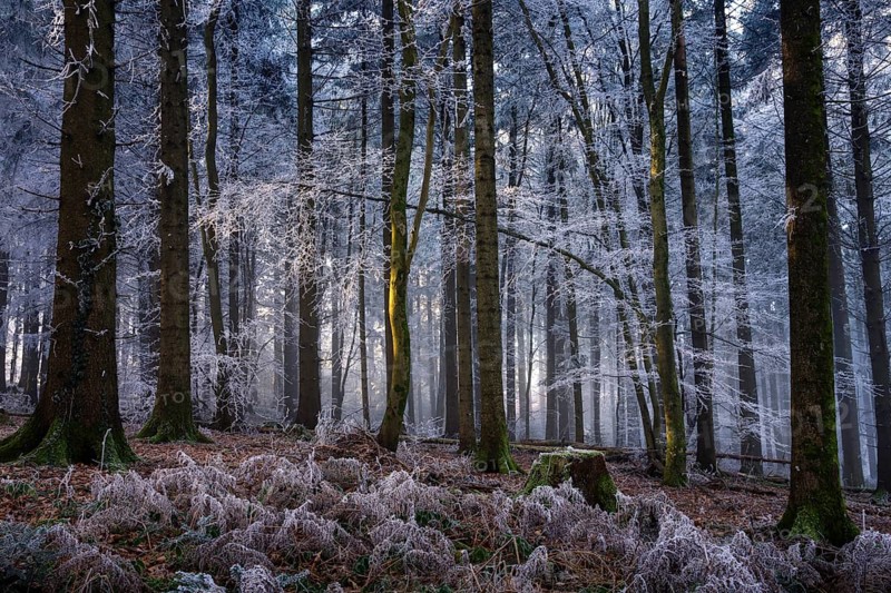 Wintery forest with hoarfrost on Königstuhl mountain, Rhein-Neckar district, Baden-Württemberg, Germany
