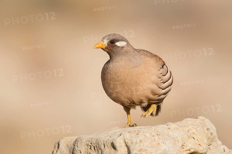 Sand Partridge (Ammoperdix heyi) male, Eilat, Israel