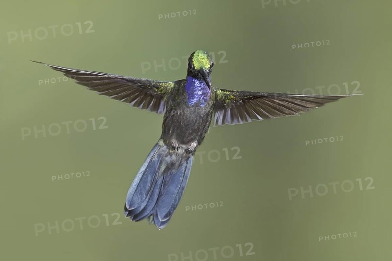 Napo Sabrewing (Campylopterus villaviscensio), Ecuador