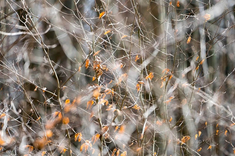 Details, Primeval forest Urwald Sababurg, Hofgeismar, Weser Uplands, Weserbergland, Hesse, Germany