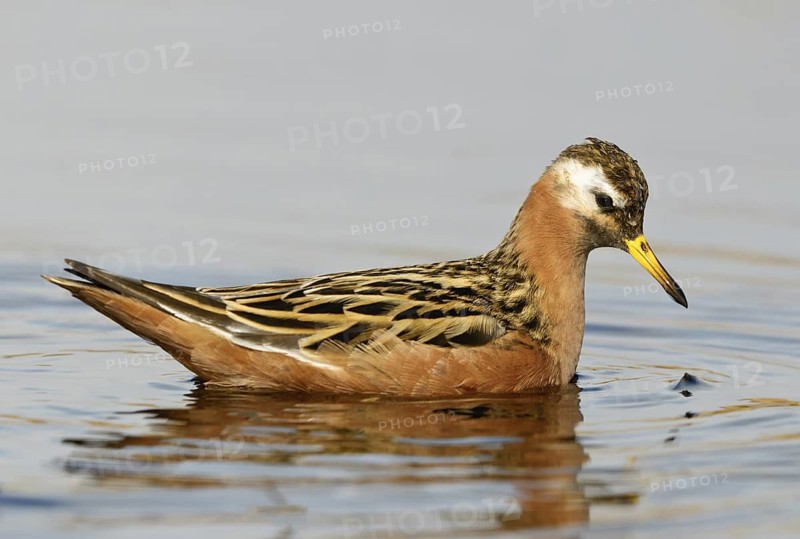 Red Phalarope (Phalaropus fulicarius), Alaska, USA