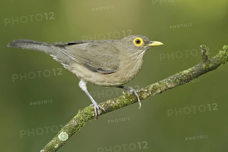 Spectacled Thrush (Turdus nudigenis nudigenis) perched on a branch, Trinidad and Tobago