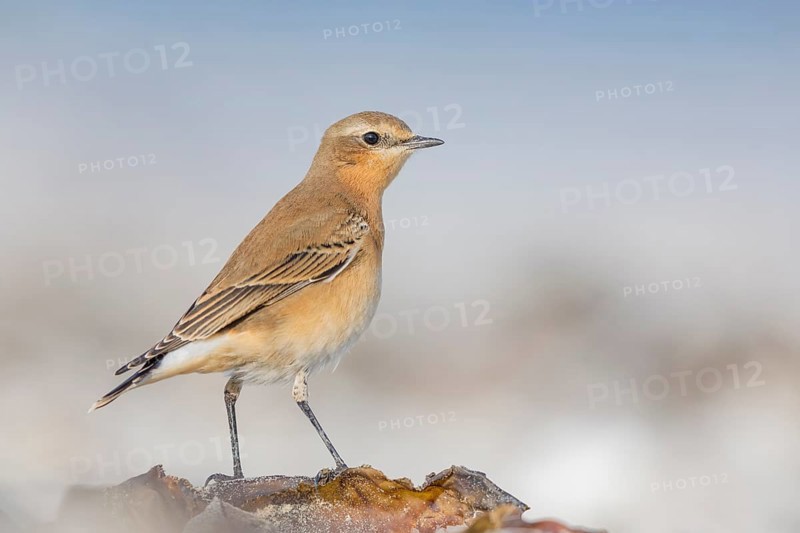 Steinschmätzer, Oenanthe oenanthe Northern Wheatear, Oenanthe oenanthe