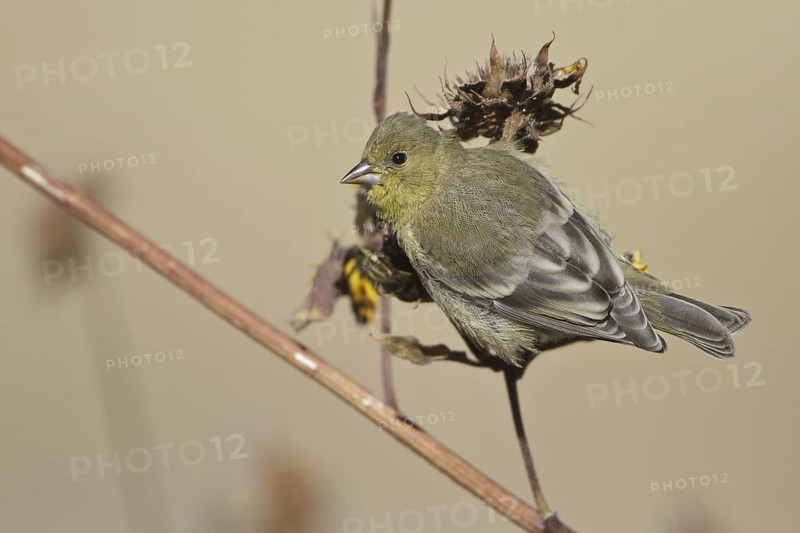 American Goldfinch (Spinus tristis) female, New Mexico, USA