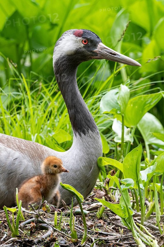 Crane (gurs grus) in nest with chicks, Feldberger Seenlandschaft, Mecklenburg-Vorpommern, Germany