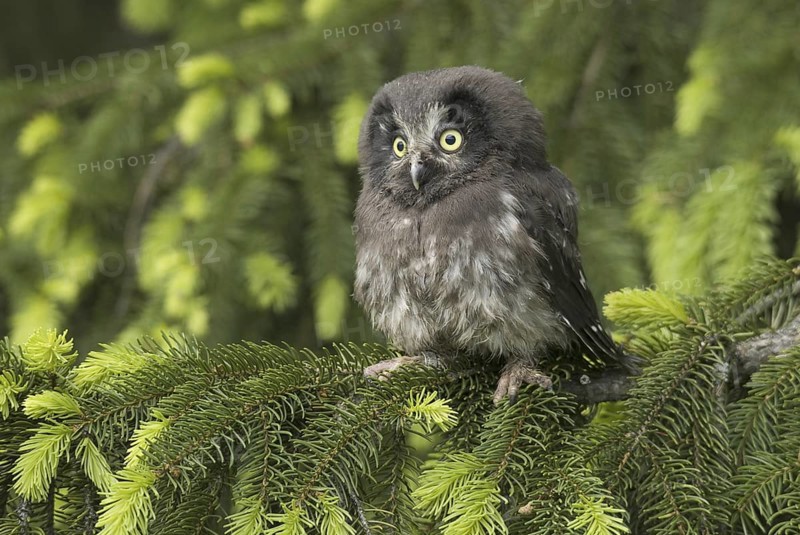 Boreal Owl (Aegolius funereus), Saxony, Germany