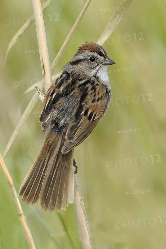 Swamp Sparrow (Melospiza georgiana), Alberta, Canada