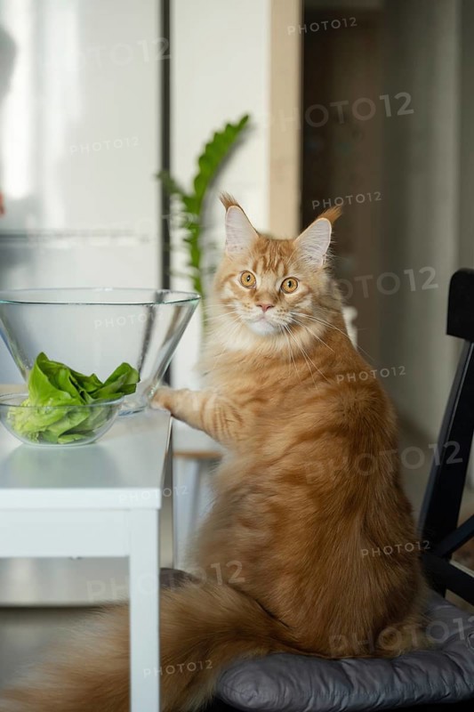 A fluffy ginger Maine Coon cat sits on a chair beside a table and a glass bowl filled with fresh green lettuce. The scene is set in a bright, cozy home kitchen